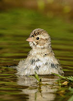 Clay-colored Sparrow (Spizella pallida) bathing, Texas