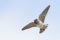 American Cliff Swallow (Petrochelidon pyrrhonota) flying, Texas