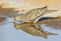 Common Ground Dove (Columbina passerina) drinking, Texas