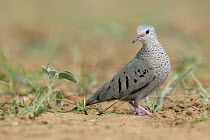 Common Ground Dove (Columbina passerina), Texas