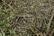 Pauraque (Nyctidromus albicollis) camouflaged on ground, Texas