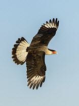 Northern Caracara (Caracara cheriway) flying, Texas