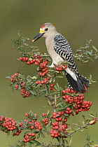 Golden-fronted Woodpecker (Melanerpes aurifrons) male feeding on berries, Texas