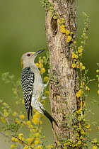 Golden-fronted Woodpecker (Melanerpes aurifrons) male, Texas