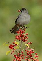 Gray Catbird (Dumetella carolinensis) male feeding on berries, Texas