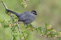 Gray Catbird (Dumetella carolinensis) male, Texas