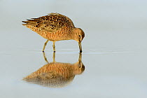 Long-billed Dowitcher (Limnodromus scolopaceus) foraging, Texas