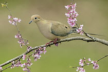 Mourning Dove (Zenaida macroura), Texas
