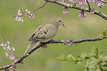 Mourning Dove (Zenaida macroura), Texas