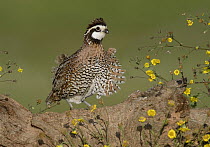 Northern Bobwhite (Colinus virginianus) male having feathers ruffled by wind, Texas