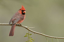 Northern Cardinal (Cardinalis cardinalis) male, Texas