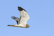 Northern Harrier (Circus cyaneus) male flying, Texas