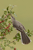 Northern Mockingbird (Mimus polyglottos) feeding on berries, Texas