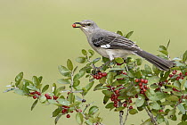 Northern Mockingbird (Mimus polyglottos) feeding on berries, Texas