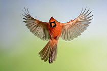 Northern Cardinal (Cardinalis cardinalis) male flying, Texas