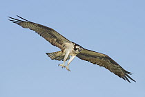 Osprey (Pandion haliaetus) flying with talons out, Texas