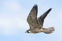 Peregrine Falcon (Falco peregrinus) male flying, Texas