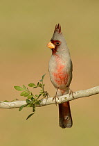 Pyrrhuloxia (Cardinalis sinuatus) male, Texas