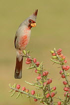 Pyrrhuloxia (Cardinalis sinuatus) male, Texas
