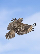 Red-shouldered Hawk (Buteo lineatus) calling while flying, Texas