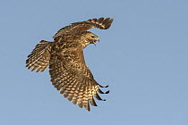 Red-shouldered Hawk (Buteo lineatus) calling while flying, Texas