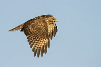 Red-shouldered Hawk (Buteo lineatus) flying, Texas