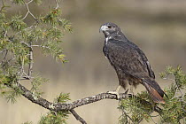 Red-tailed Hawk (Buteo jamaicensis), Texas