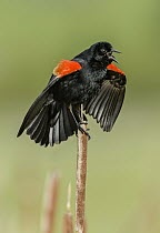 Red-winged Blackbird (Agelaius phoeniceus) male calling in territorial display, Texas