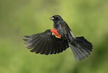 Red-winged Blackbird (Agelaius phoeniceus) male flying, Texas