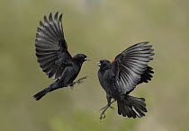 Red-winged Blackbird (Agelaius phoeniceus) males fighting, Texas