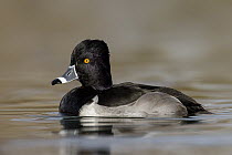 Ring-necked Duck (Aythya collaris) male, Texas