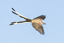 Scissor-tailed Flycatcher (Tyrannus forficatus) male flying, Texas