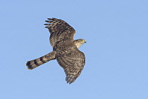 Sharp-shinned Hawk (Accipiter striatus) flying, Texas