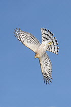 Sharp-shinned Hawk (Accipiter striatus) flying, Texas