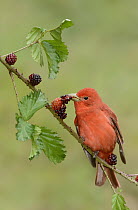 Summer Tanager (Piranga rubra) male feeding on berries, Texas