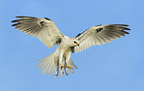 White-tailed Kite (Elanus leucurus) flying, Texas
