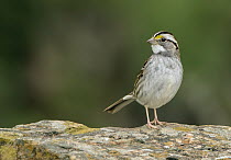 White-throated Sparrow (Zonotrichia albicollis), Texas