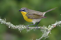 Yellow-breasted Chat (Icteria virens), Texas