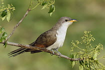 Yellow-billed Cuckoo (Coccyzus americanus) male, Texas
