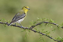 Yellow-throated Vireo (Vireo flavifrons), Texas