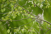 Eastern Warbling-Vireo (Vireo gilvus) in nest, British Columbia, Canada