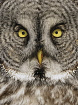 Great Gray Owl (Strix nebulosa) face, Alaska