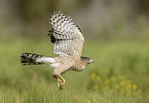 Cooper's Hawk (Accipiter cooperii) flying, Texas