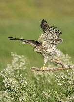 Cooper's Hawk (Accipiter cooperii) taking flight, Texas