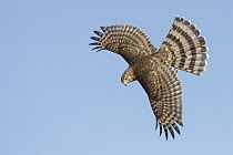 Cooper's Hawk (Accipiter cooperii) flying, Texas