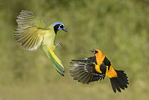 Green Jay (Cyanocorax yncas) and Altamira Oriole (Icterus gularis) fighting in flight, Texas