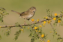 Lincoln's Sparrow (Melospiza lincolnii), Texas