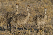Ostrich (Struthio camelus) chicks, Hwange National Park, Zimbabwe