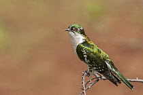 Dideric Cuckoo (Chrysococcyx caprius), Mpumalanga, South Africa