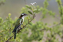 Dideric Cuckoo (Chrysococcyx caprius), Mpumalanga, South Africa